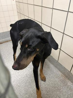 A188570, Doberman Pinscher, adult, available for adoption
