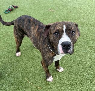APOLO, American Pit Bull Terrier, adult, available for adoption