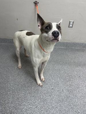 A186463, American Pit Bull Terrier, adult, available for adoption