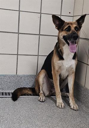 A188006, German Shepherd Dog, adult, available for adoption