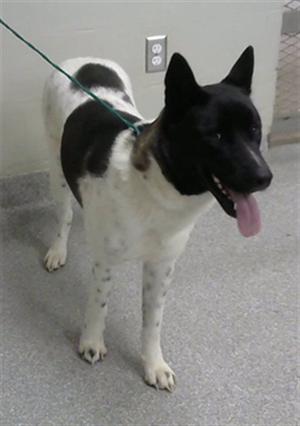 A black and white dog with a green leash, standing on a gray floor.