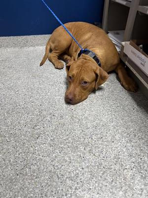 BEAUTY, American Pit Bull Terrier, young, available for adoption