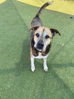 BRIAN, Labrador Retriever, senior, available for adoption