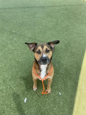 BENITO, German Shepherd Dog, adult, available for adoption