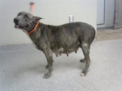 a gray and black brindle dog wearing an orange collar standing on a concrete floor