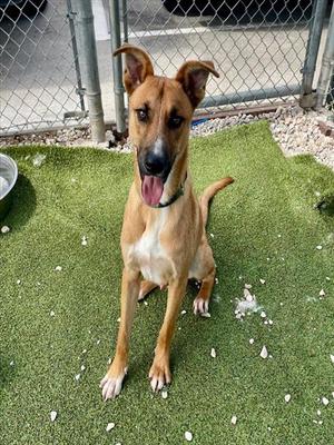 AJ, Carolina Dog, adult, available for adoption