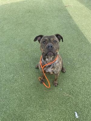 BOWZER, American Pit Bull Terrier, adult, available for adoption
