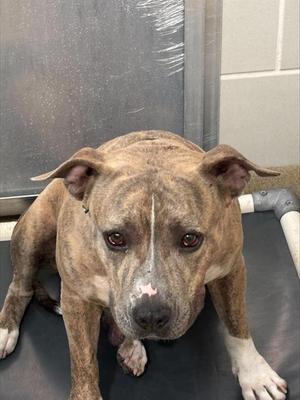 BEATRICE, American Staffordshire Terrier, adult, available for adoption