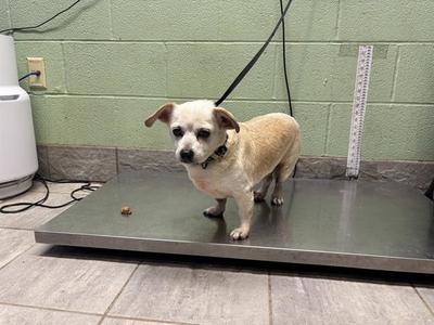 BRADLEY, Chihuahua, senior, available for adoption