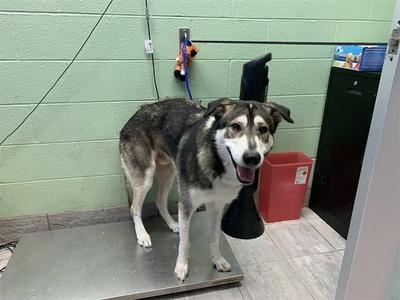 BUDDY, Siberian Husky, adult, available for adoption