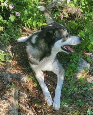BUDDY, Siberian Husky, adult, available for adoption