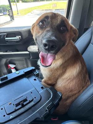 BUSTER, German Shepherd Dog, young, available for adoption