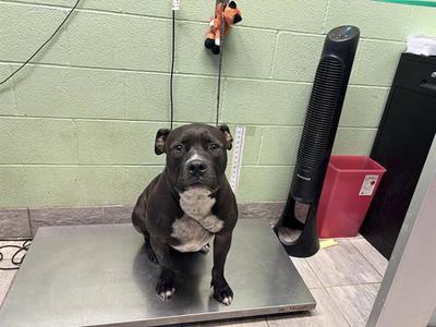 ARCHIE, American Staffordshire Terrier, adult, available for adoption