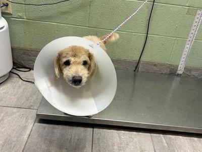A dog wearing a cone, standing on a scale.