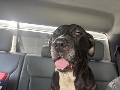 BIG MOMMA, Labrador Retriever, senior, available for adoption