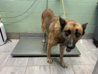 BRONCO, German Shepherd Dog, adult, available for adoption