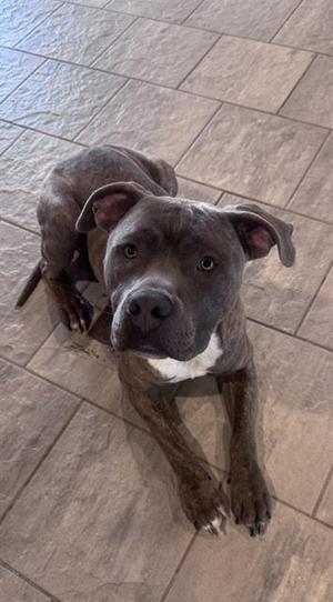 BUELLER, American Staffordshire Terrier, young, available for adoption