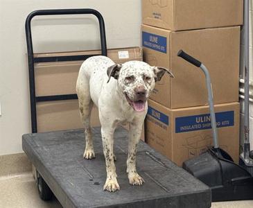 ANDREA, Australian Cattle Dog/Blue Heeler, adult, available for adoption