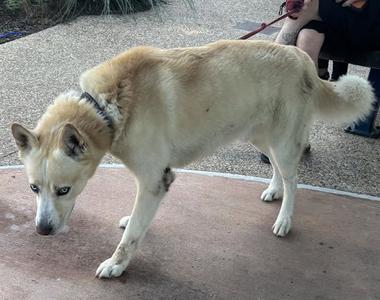 BUCKY, Siberian Husky / German Shepherd Dog, adult, available for adoption
