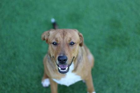 A brown and white dog with a black nose and blue eyes is sitting on green grass, looking up at the camera with its mouth open and tongue visible.
