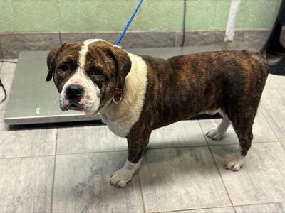BRONCO, American Bulldog, adult, available for adoption