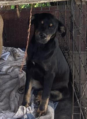 BAILEY, Labrador Retriever, adult, available for adoption