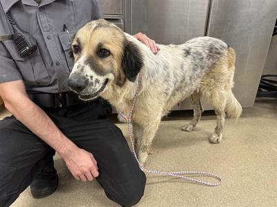 BEATRIZ, Great Pyrenees, adult, available for adoption