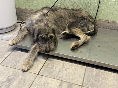 A scruffy, long-haired dog lying on a metal surface, with a leash attached to its collar.