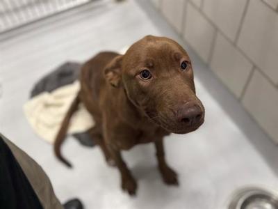 BUTTER SIDE DOWN, Labrador Retriever, young, available for adoption