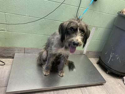 A scruffy dog with long fur is sitting on a metal scale in a room with a green wall and a trash can in the background.