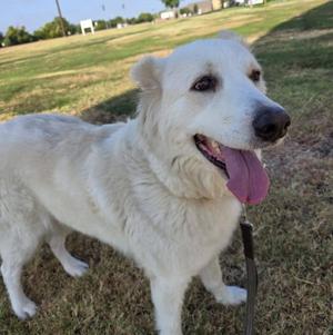 A white dog with a fluffy coat standing on a grassy field, its tongue out and looking to the side.