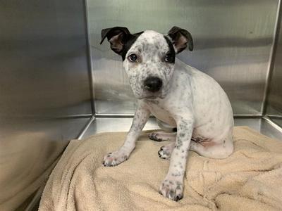 CALVIN, American Staffordshire Terrier, puppy, available for adoption