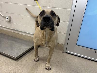 CHARLIE, Mastiff, adult, available for adoption