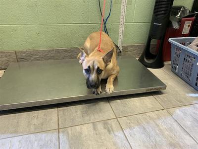 FENDI, German Shepherd Dog, young, available for adoption