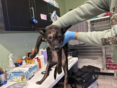 BIANCA, Labrador Retriever, puppy, available for adoption