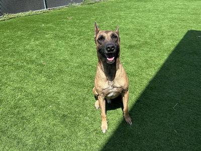CORPORAL, German Shepherd Dog, young, available for adoption