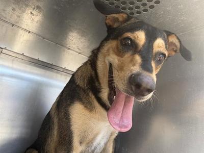 BEA, German Shepherd Dog, adult, available for adoption