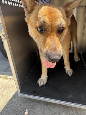 CAIN MARKO, German Shepherd Dog, senior, available for adoption