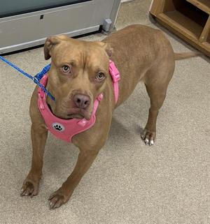 ELLIE, American Staffordshire Terrier, young, available for adoption
