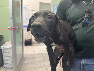 DAPHNE, American Pit Bull Terrier, young, available for adoption