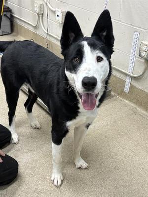 EDDIE, Siberian Husky / Border Collie, young, available for adoption