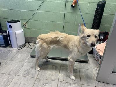 BELLA, Siberian Husky, adult, available for adoption