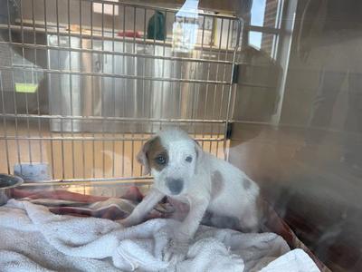 ENIE, American Staffordshire Terrier, puppy, available for adoption