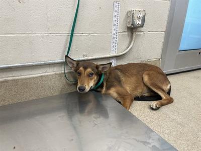 A brown dog with a green collar is lying on the floor next to a metal table. The dog has pointed ears and is looking directly at the camera. The background includes a concrete wall with a measuring tape and a power outlet.