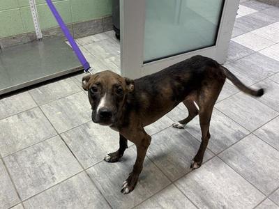DISH SOAP, Catahoula Leopard Dog, adult, available for adoption