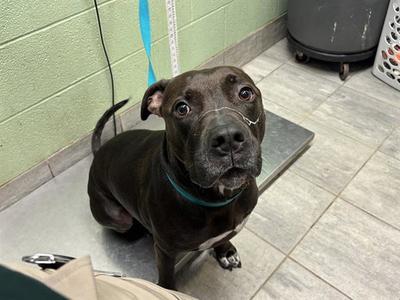 ACE, American Pit Bull Terrier, adult, available for adoption