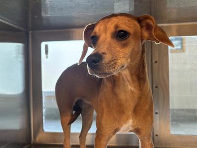 ANN, Dachshund, young, available for adoption