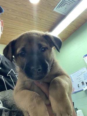 FRED, German Shepherd Dog, puppy, available for adoption
