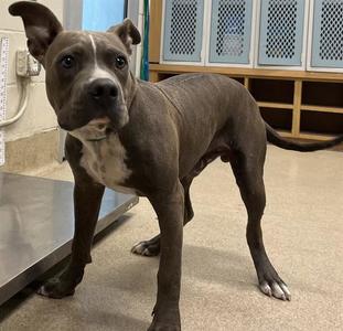 DOBBY, American Staffordshire Terrier, young, available for adoption