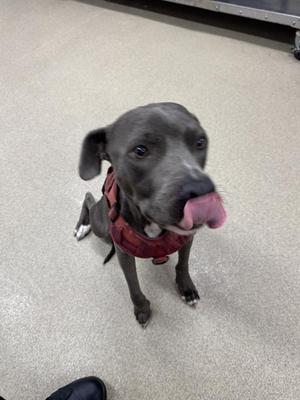 ASTRO, American Staffordshire Terrier, adult, available for adoption